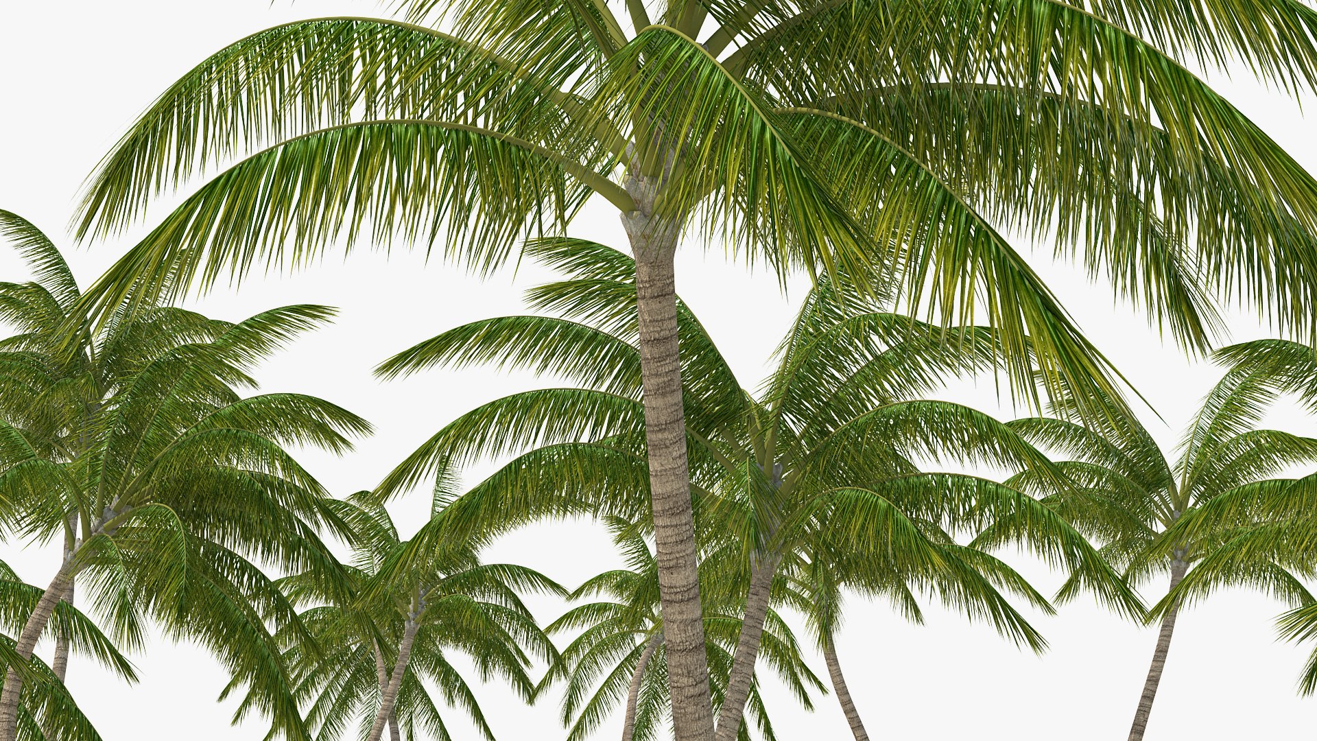 tropical island palm trees 3D model https://p.turbosquid.com/ts-thumb/Oq/smqlqj/PHkEb17f/tropicalislandwithpalmtreesmb3dmodel009/jpg/1576996773/1920x1080/fit_q87/1f94e3348f934af1810753148eb61a2091d3de82/tropicalislandwithpalmtreesmb3dmodel009.jpg