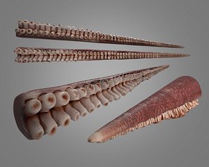 3D model octopus tentacle rigged