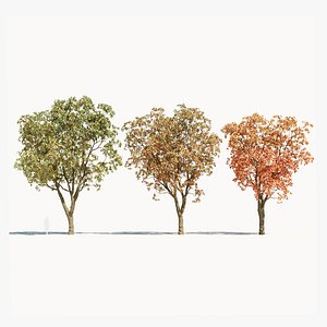 Quercus serrata b