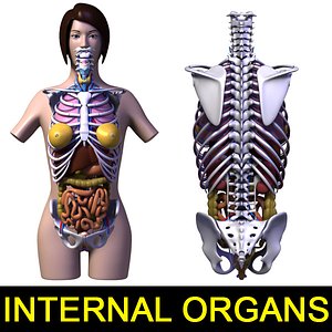 human female body anatomy 3d model