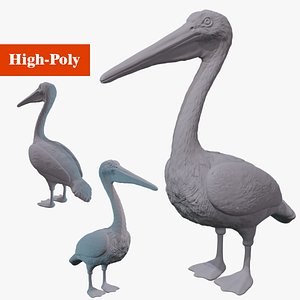 3D model pelican hi