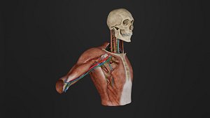 3D Human Anatomy-Lymphoid model