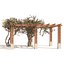 crape myrtle pergola