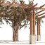 crape myrtle pergola