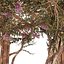 crape myrtle pergola