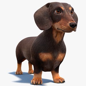 Dachshund 3D Model Fur