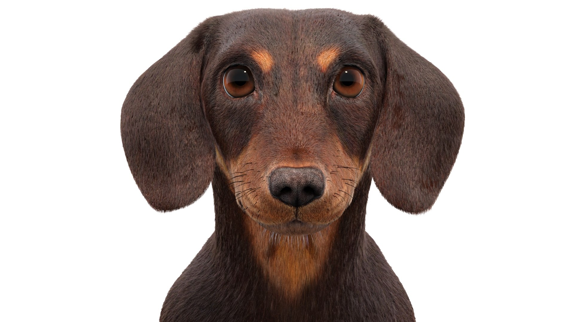 3D Dachshund 3D Model Fur https://p.turbosquid.com/ts-thumb/Or/fiHCRc/3a/browndachshunddog3dmodel08/jpg/1717359014/1920x1080/fit_q87/2ebedd07da96f1ee85482aaa047fd2c42cbaae28/browndachshunddog3dmodel08.jpg