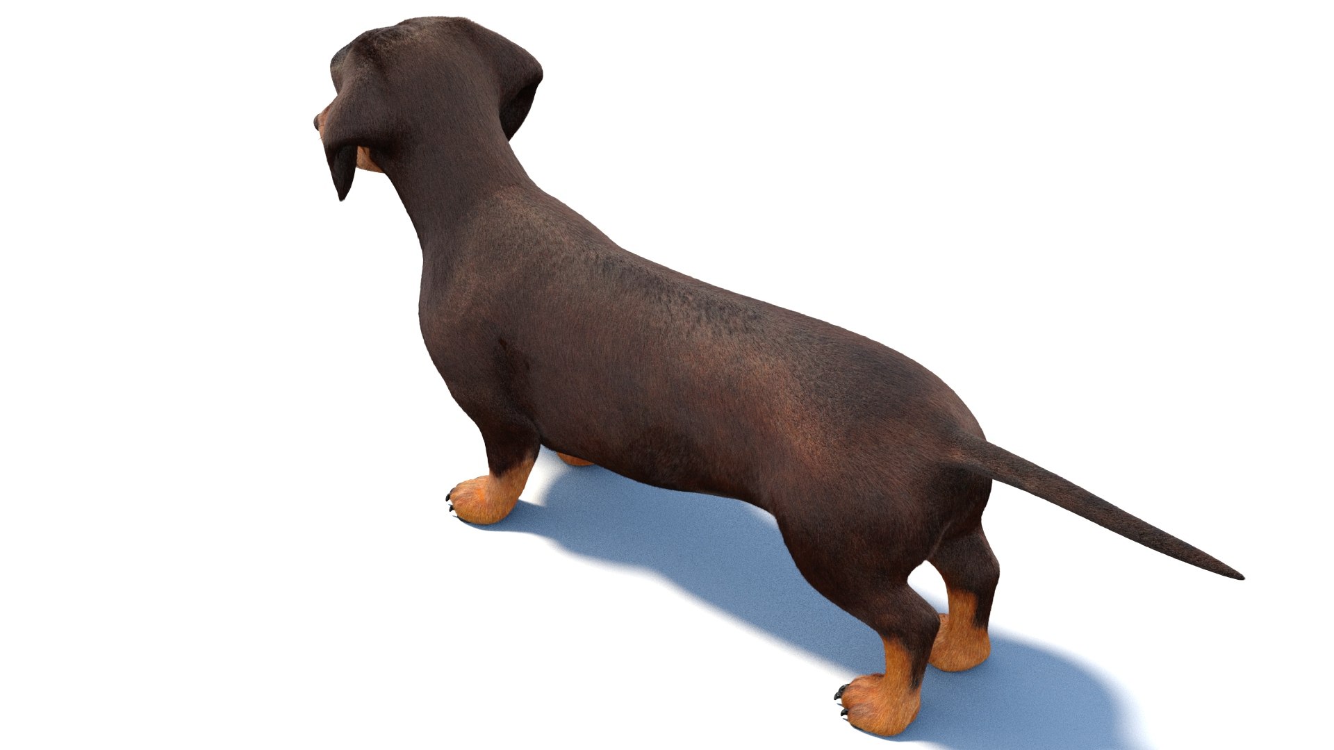 3D Dachshund 3D Model Fur https://p.turbosquid.com/ts-thumb/Or/fiHCRc/AP/browndachshunddog3dmodel05/jpg/1717359012/1920x1080/fit_q87/40693407e7332930967cbcc520cbf6a2fa062668/browndachshunddog3dmodel05.jpg