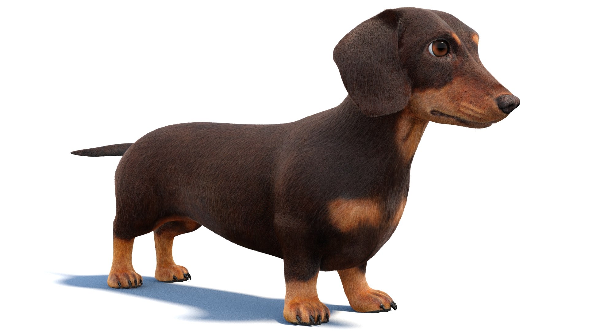 3D Dachshund 3D Model Fur https://p.turbosquid.com/ts-thumb/Or/fiHCRc/GU/browndachshunddog3dmodel03/jpg/1717359011/1920x1080/fit_q87/a47b81ec9a502544a3a830d096049674e9700ee0/browndachshunddog3dmodel03.jpg