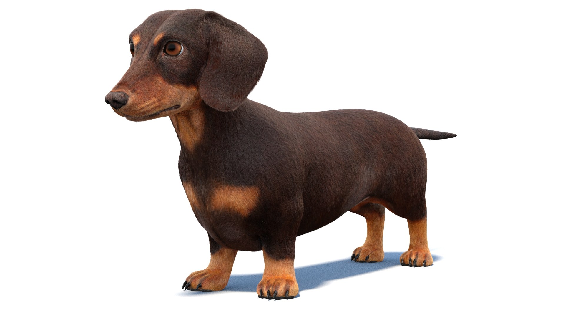 3D Dachshund 3D Model Fur https://p.turbosquid.com/ts-thumb/Or/fiHCRc/Ho/browndachshunddog3dmodel06/jpg/1717359012/1920x1080/fit_q87/a342504213b4fbd7d9adfcb44e37bc88dd2b3e04/browndachshunddog3dmodel06.jpg