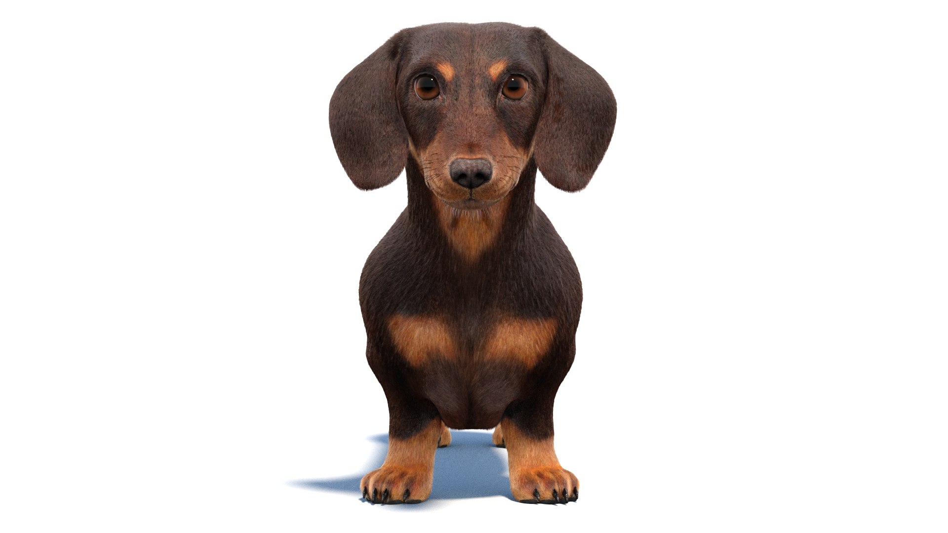 3D Dachshund 3D Model Fur https://p.turbosquid.com/ts-thumb/Or/fiHCRc/MA/browndachshunddog3dmodel07/jpg/1717359013/1920x1080/fit_q87/d8efbfb264c32026dd633977bb8683805d1ab8e5/browndachshunddog3dmodel07.jpg