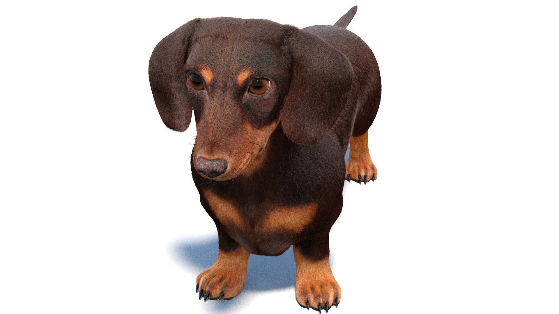 3D Dachshund 3D Model Fur https://p.turbosquid.com/ts-thumb/Or/fiHCRc/Vb/browndachshunddog3dmodel13/jpg/1717359016/1920x1080/fit_q87/0bff874c95515fed03fa5ee92ebfa1b02562e17a/browndachshunddog3dmodel13.jpg
