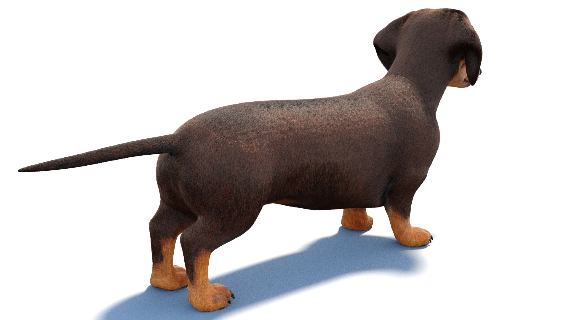 3D Dachshund 3D Model Fur https://p.turbosquid.com/ts-thumb/Or/fiHCRc/Yp/browndachshunddog3dmodel04/jpg/1717359011/1920x1080/fit_q87/9560352e06e2dbe6a9d107df3c2e090c838e4bee/browndachshunddog3dmodel04.jpg