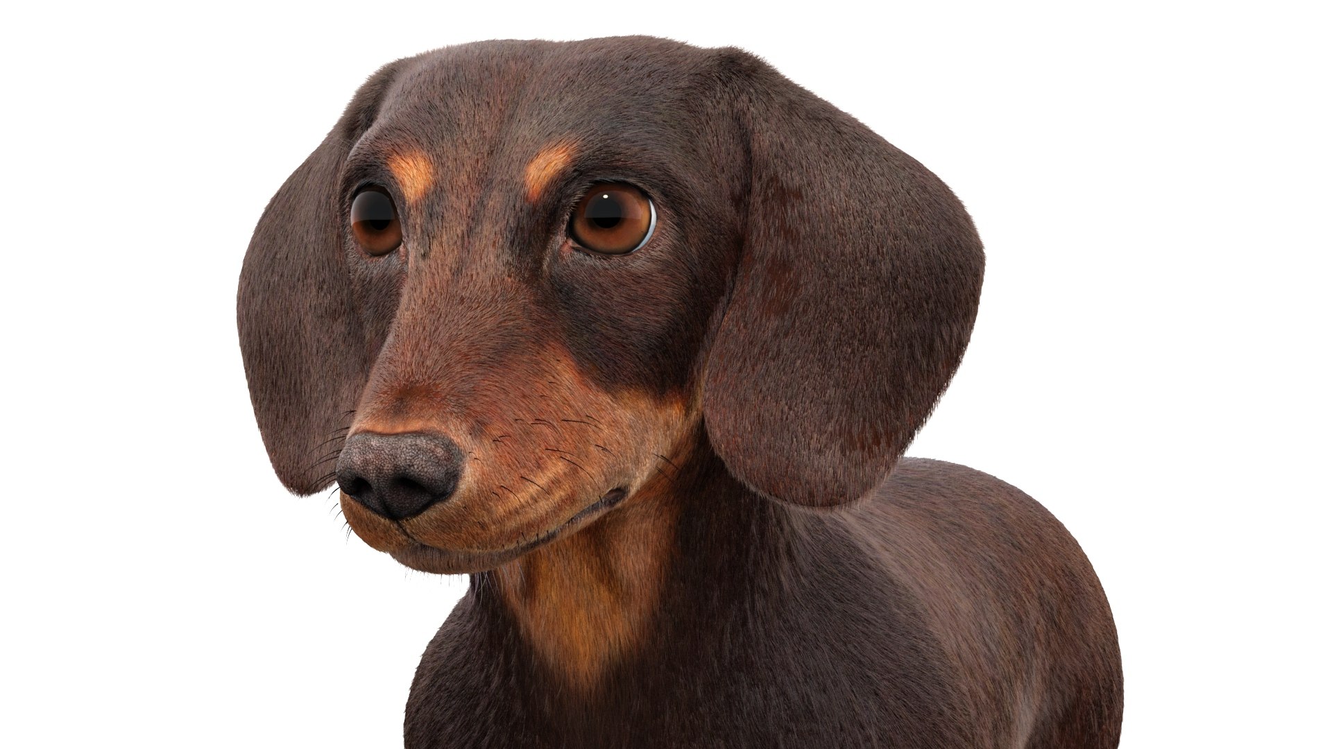 3D Dachshund 3D Model Fur https://p.turbosquid.com/ts-thumb/Or/fiHCRc/eg/browndachshunddog3dmodel09/jpg/1717359014/1920x1080/fit_q87/6f83385d17a13e67d7215603b983df1866f9d3ad/browndachshunddog3dmodel09.jpg