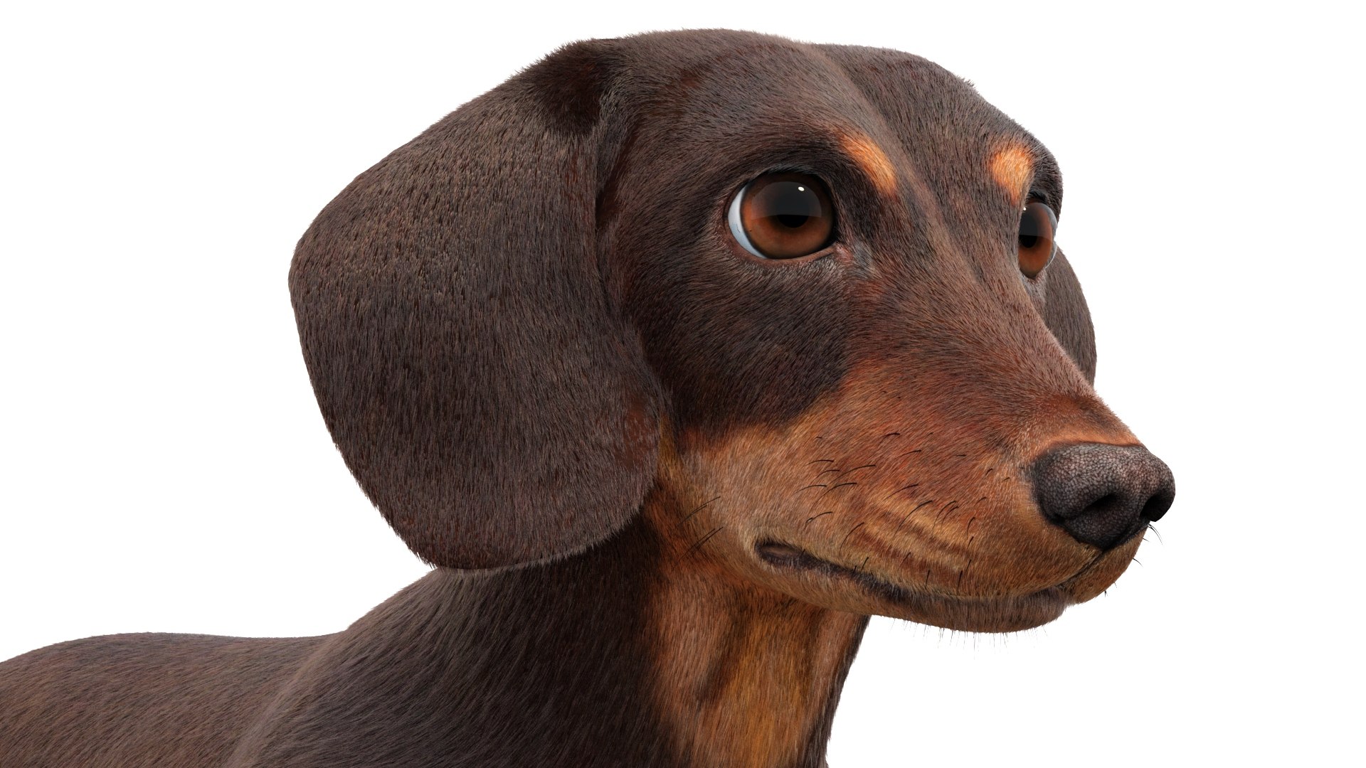 3D Dachshund 3D Model Fur https://p.turbosquid.com/ts-thumb/Or/fiHCRc/h9/browndachshunddog3dmodel10/jpg/1717359015/1920x1080/fit_q87/a12f91f06c91f60fd4c5d59e746b0171eb0175d1/browndachshunddog3dmodel10.jpg