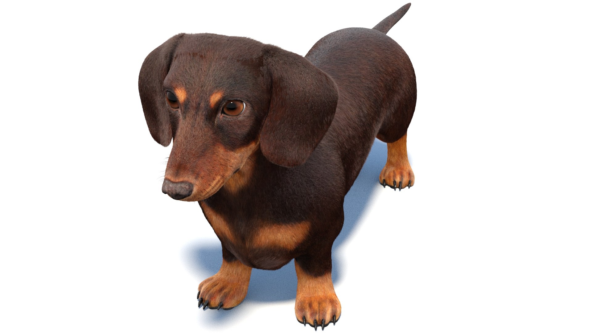 3D Dachshund 3D Model Fur https://p.turbosquid.com/ts-thumb/Or/fiHCRc/lj/browndachshunddog3dmodel12/jpg/1717359016/1920x1080/fit_q87/95f72bc65bd7e783191b23924826603e558e7993/browndachshunddog3dmodel12.jpg