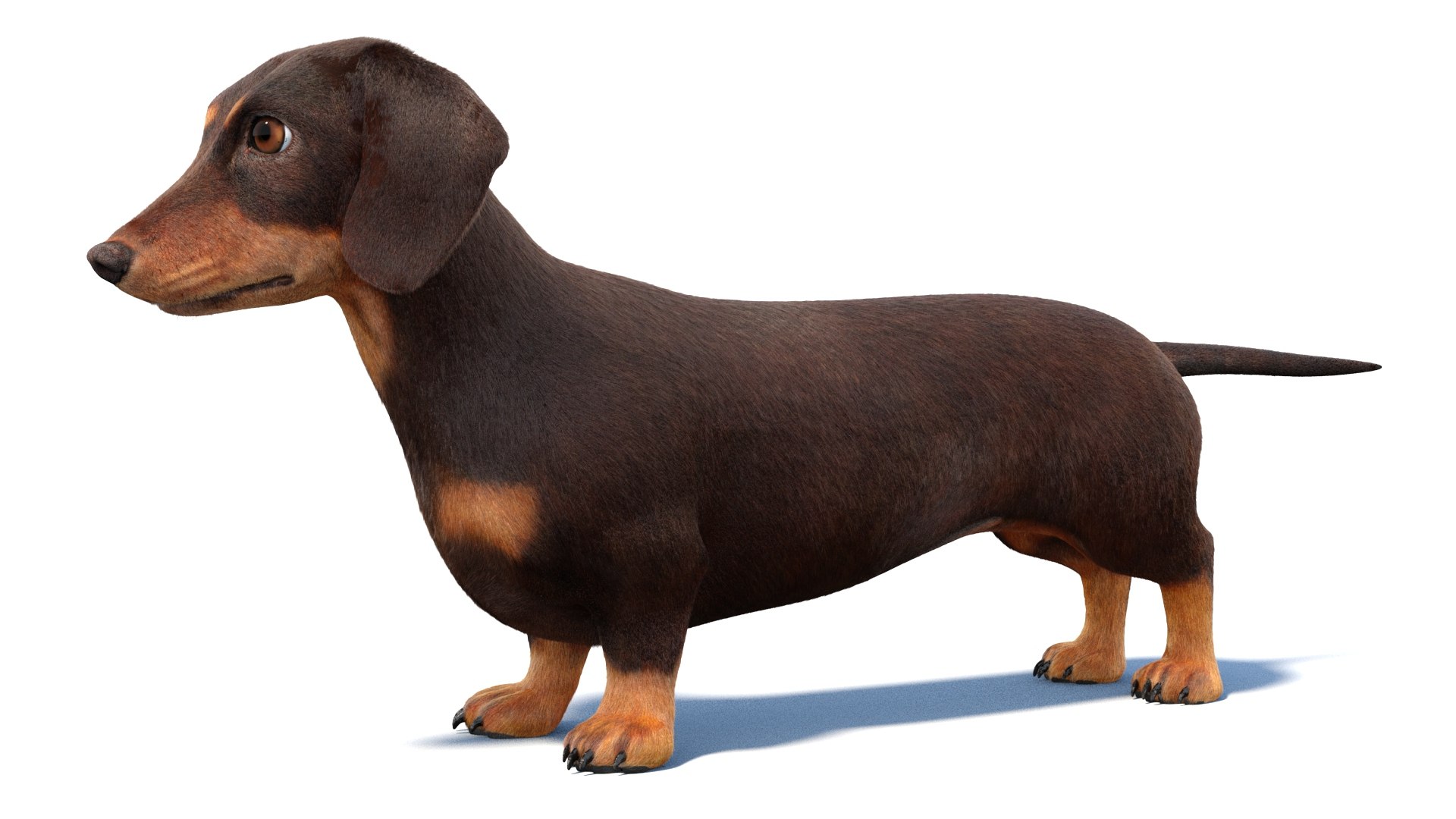 3D Dachshund 3D Model Fur https://p.turbosquid.com/ts-thumb/Or/fiHCRc/pt/browndachshunddog3dmodel11/jpg/1717359015/1920x1080/fit_q87/a3ee13423fef2ba9fb6ed9281bbc7447ca8b1d88/browndachshunddog3dmodel11.jpg