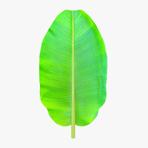 Musa Paradisiaca leaf banana leaf