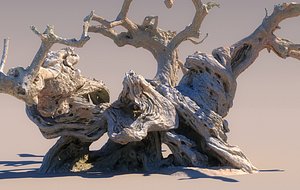 A thousand-year-old olive tree