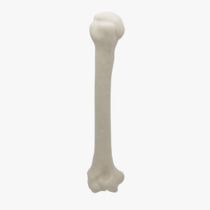 3D human bone humerus model