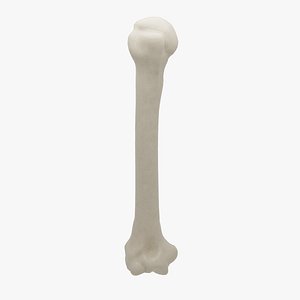 Human Humerus Bone