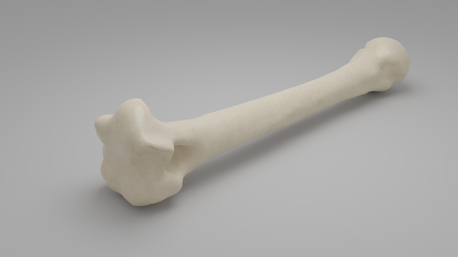 3D Human Bone Humerus Model - TurboSquid 1461485