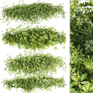 Collection plant vol 494 - Outdoor - bush - ivy - Schefflera - 3dsmax - cinema 4d 3D model