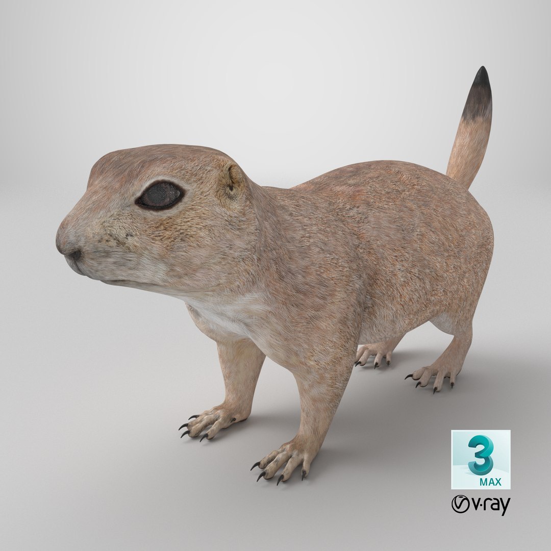 3D Prairie Dog 3D Model model https://p.turbosquid.com/ts-thumb/Os/D1ufzE/0c/stemcell_max_vray_render/png/1768506613/1920x1080/fit_q87/7a10af0f16fff9a1f8b15247adfa20fbf5da73bd/stemcell_max_vray_render.jpg