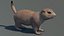 Perro de la pradera