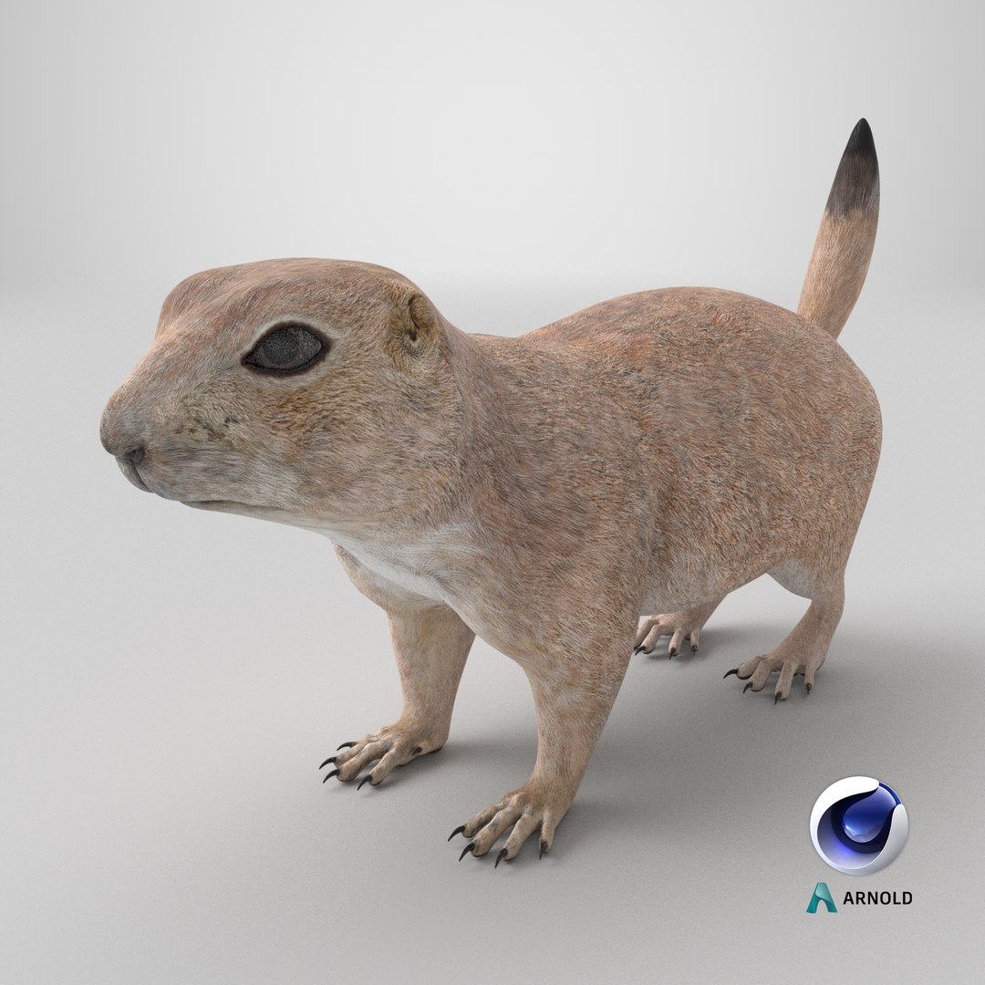 3D Prairie Dog 3D Model model https://p.turbosquid.com/ts-thumb/Os/D1ufzE/2x/stemcell_cinema_4d_arnold_render/png/1768506610/1920x1080/fit_q87/866644ca6e7251663b226dc3bd475beda50ace7a/stemcell_cinema_4d_arnold_render.jpg