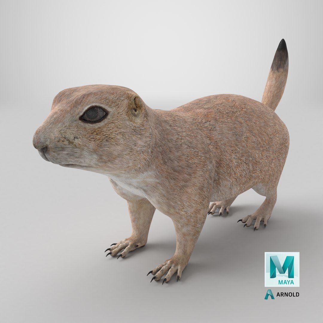 3D Prairie Dog 3D Model model https://p.turbosquid.com/ts-thumb/Os/D1ufzE/7f/stemcell_maya_arnold_render/png/1768506605/1920x1080/fit_q87/525d4f0aceaee00fdee4c41a319a61f5fe895dba/stemcell_maya_arnold_render.jpg