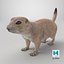 Perro de la pradera