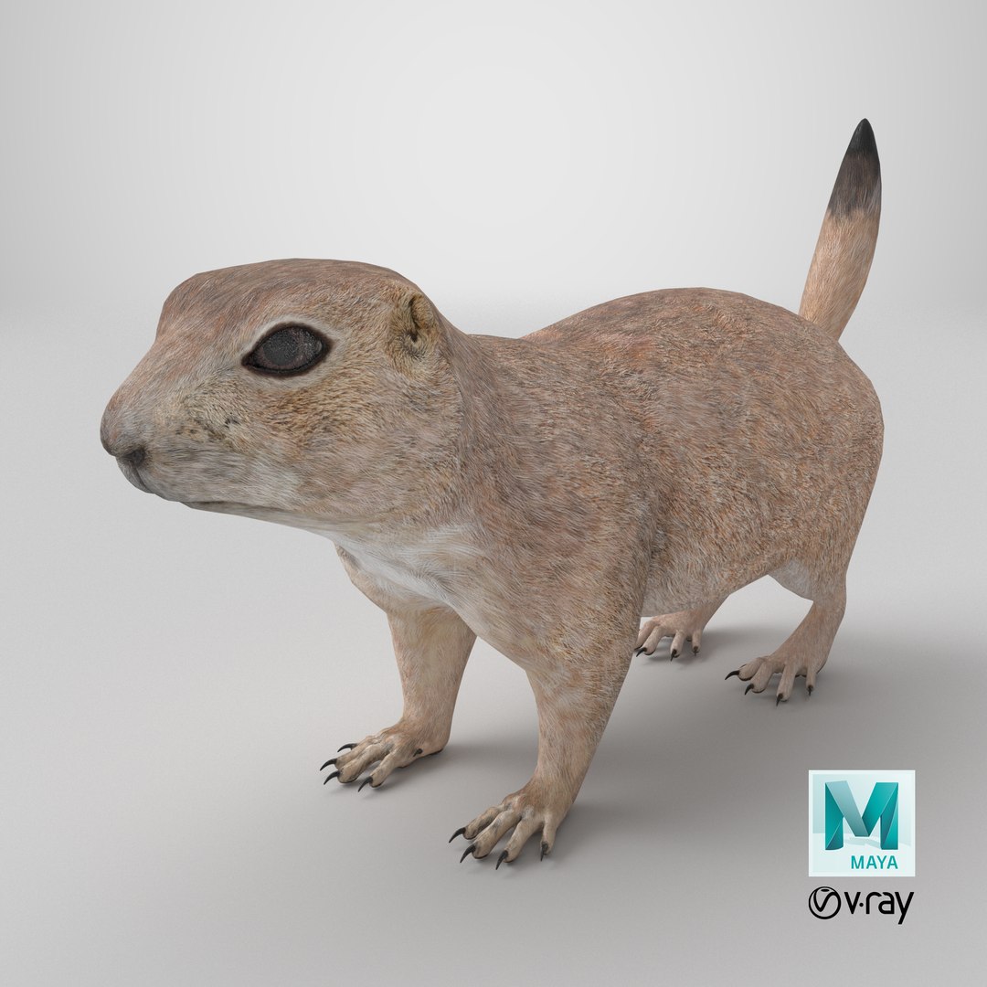 3D Prairie Dog 3D Model model https://p.turbosquid.com/ts-thumb/Os/D1ufzE/EU/stemcell_maya_vray_render/png/1768506608/1920x1080/fit_q87/a1500516fbd84429298dde390d7aacc7d65600c9/stemcell_maya_vray_render.jpg