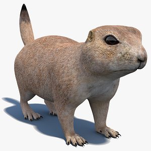 Prairie Dog