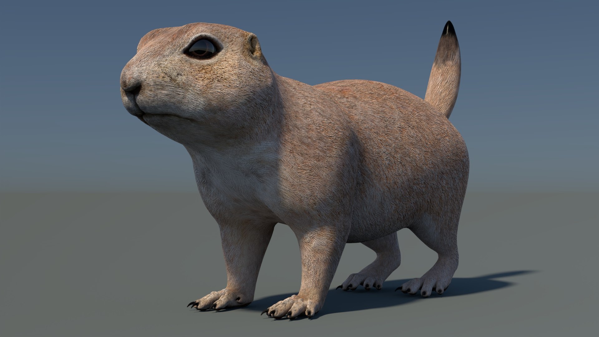 3D Prairie Dog 3D Model model https://p.turbosquid.com/ts-thumb/Os/D1ufzE/hZ/prairiedog3dmodel06/jpg/1725010508/1920x1080/fit_q87/f530105377748f3a227af41540a9c6ab31ca2dae/prairiedog3dmodel06.jpg