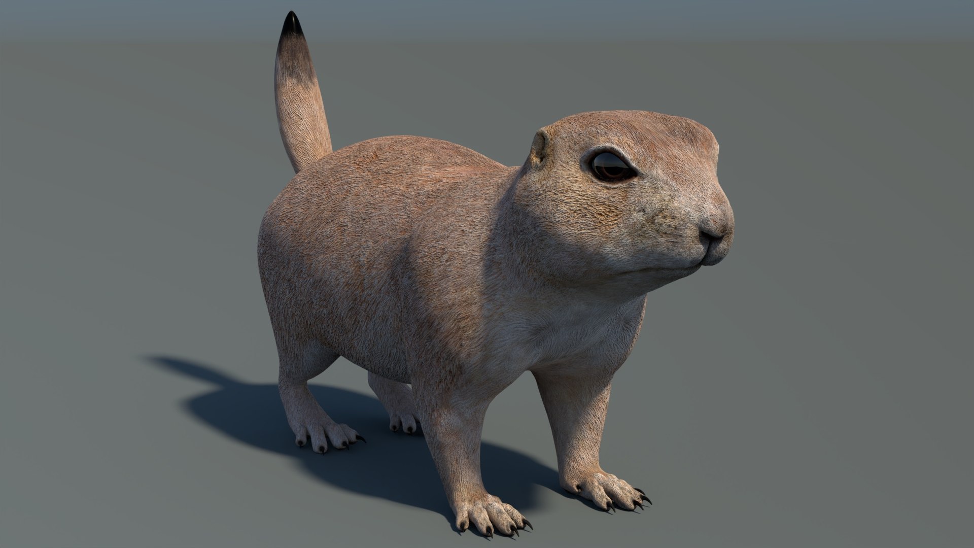 3D Prairie Dog 3D Model model https://p.turbosquid.com/ts-thumb/Os/D1ufzE/xE/prairiedog3dmodel03/jpg/1725010506/1920x1080/fit_q87/97c0c555acd6bdc34021ec5c6490f6374b20eae5/prairiedog3dmodel03.jpg