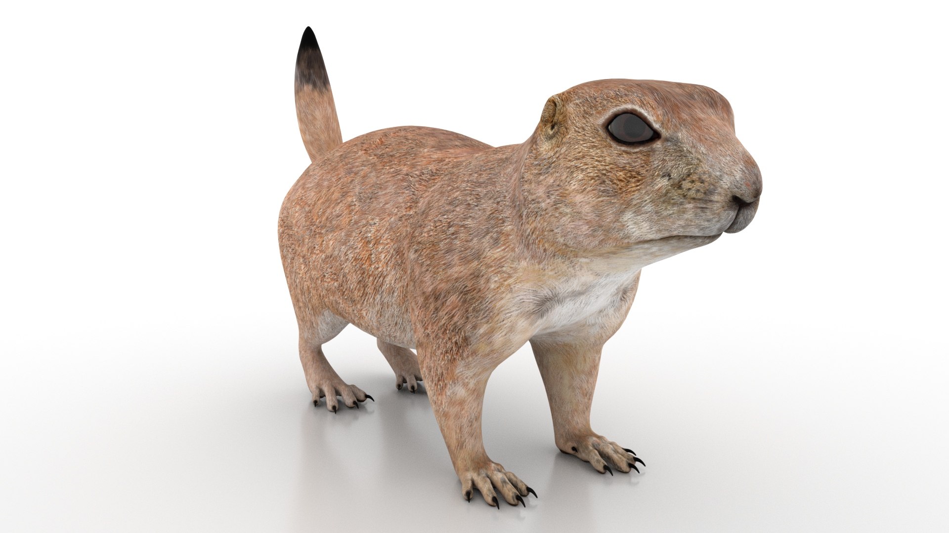 3D Prairie Dog 3D Model model https://p.turbosquid.com/ts-thumb/Os/D1ufzE/xv/prairiedog3dmodel02maya_/jpg/1725038626/1920x1080/fit_q87/336509ab872a3b26d74fb45c292eb35f4801e4b4/prairiedog3dmodel02maya_.jpg