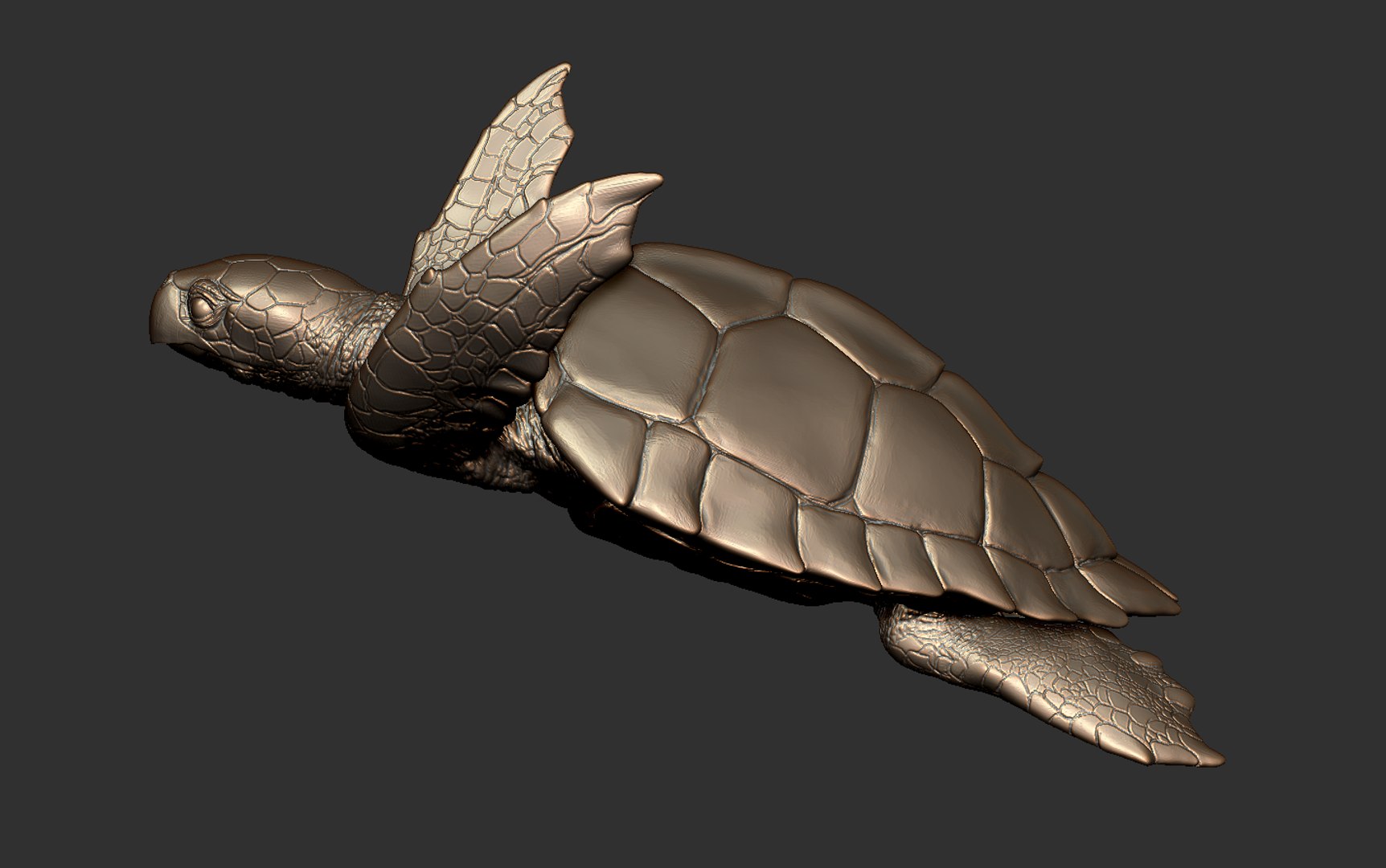 3D Turtle Model - TurboSquid 1894198