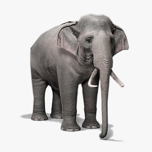 elephant animations 3d model