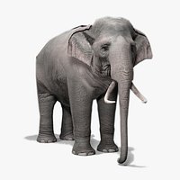 Asian Elephant Animated