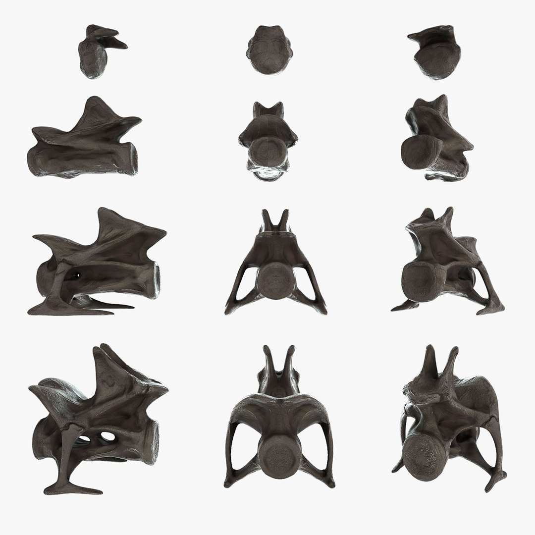 diplodocus skeleton 3D https://p.turbosquid.com/ts-thumb/Os/KOlnMB/2x24og9y/12/jpg/1496757828/1920x1080/fit_q87/6ad69a3437c60da5617d6df7fa9ffb2d61f13f95/12.jpg