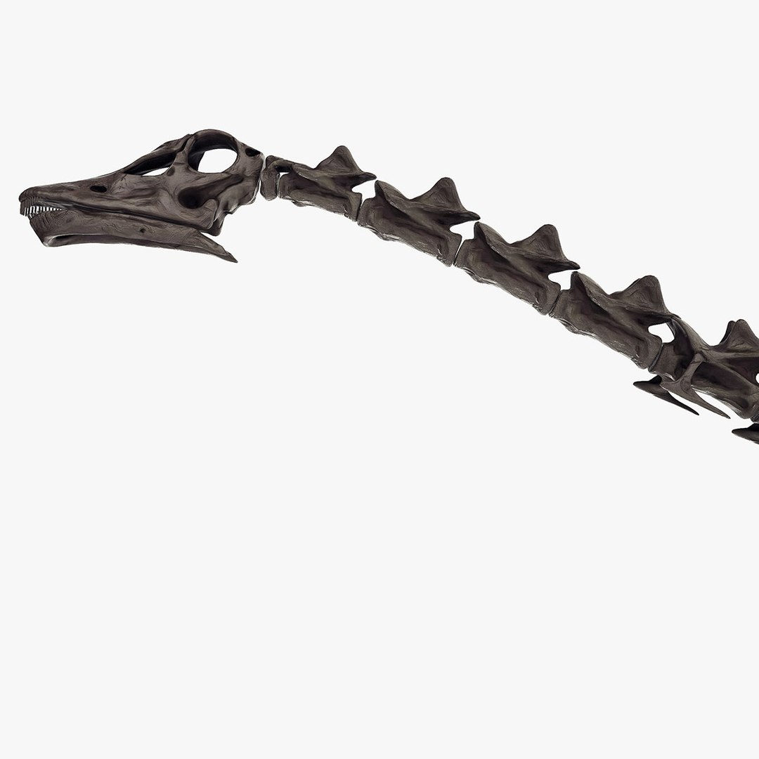 diplodocus skeleton 3D https://p.turbosquid.com/ts-thumb/Os/KOlnMB/6zhTyGKG/03/jpg/1496757828/1920x1080/fit_q87/0bb3fe942988cdb88e31798dbf78990b1c28f2ce/03.jpg