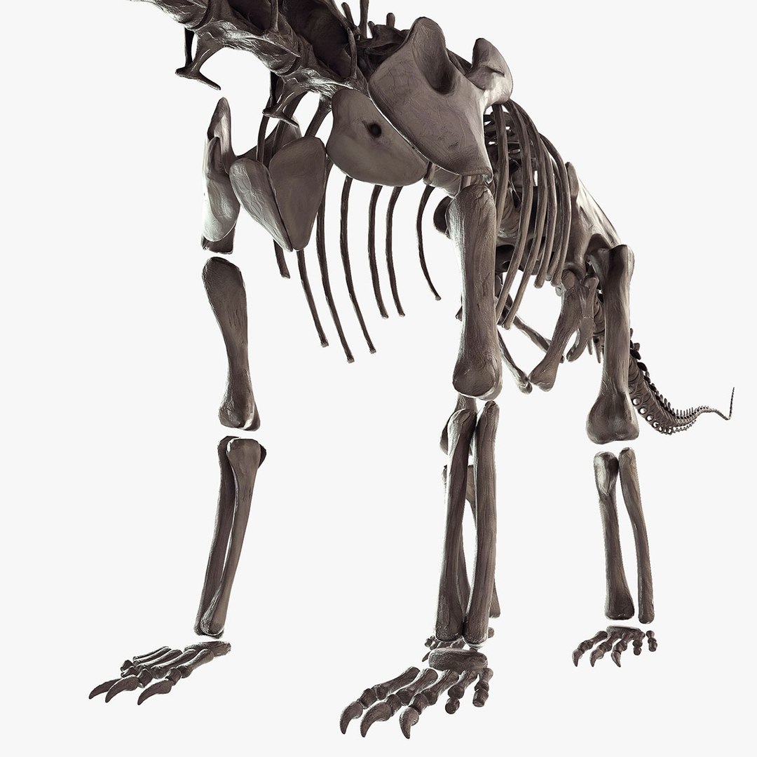 diplodocus skeleton 3D https://p.turbosquid.com/ts-thumb/Os/KOlnMB/C98rluqa/07/jpg/1496757828/1920x1080/fit_q87/dac39ec0242bd1be9bf4651b13fd5c40b53d0eb8/07.jpg