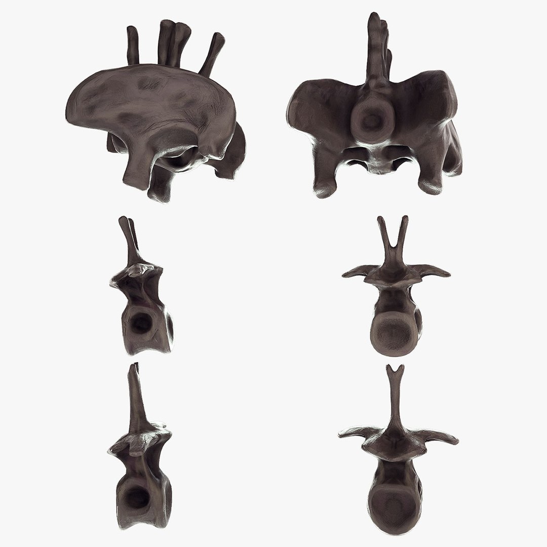 diplodocus skeleton 3D https://p.turbosquid.com/ts-thumb/Os/KOlnMB/GoXyhr7p/15/jpg/1496757828/1920x1080/fit_q87/1b51e1b47b782142e2069662eebbb957c2953456/15.jpg