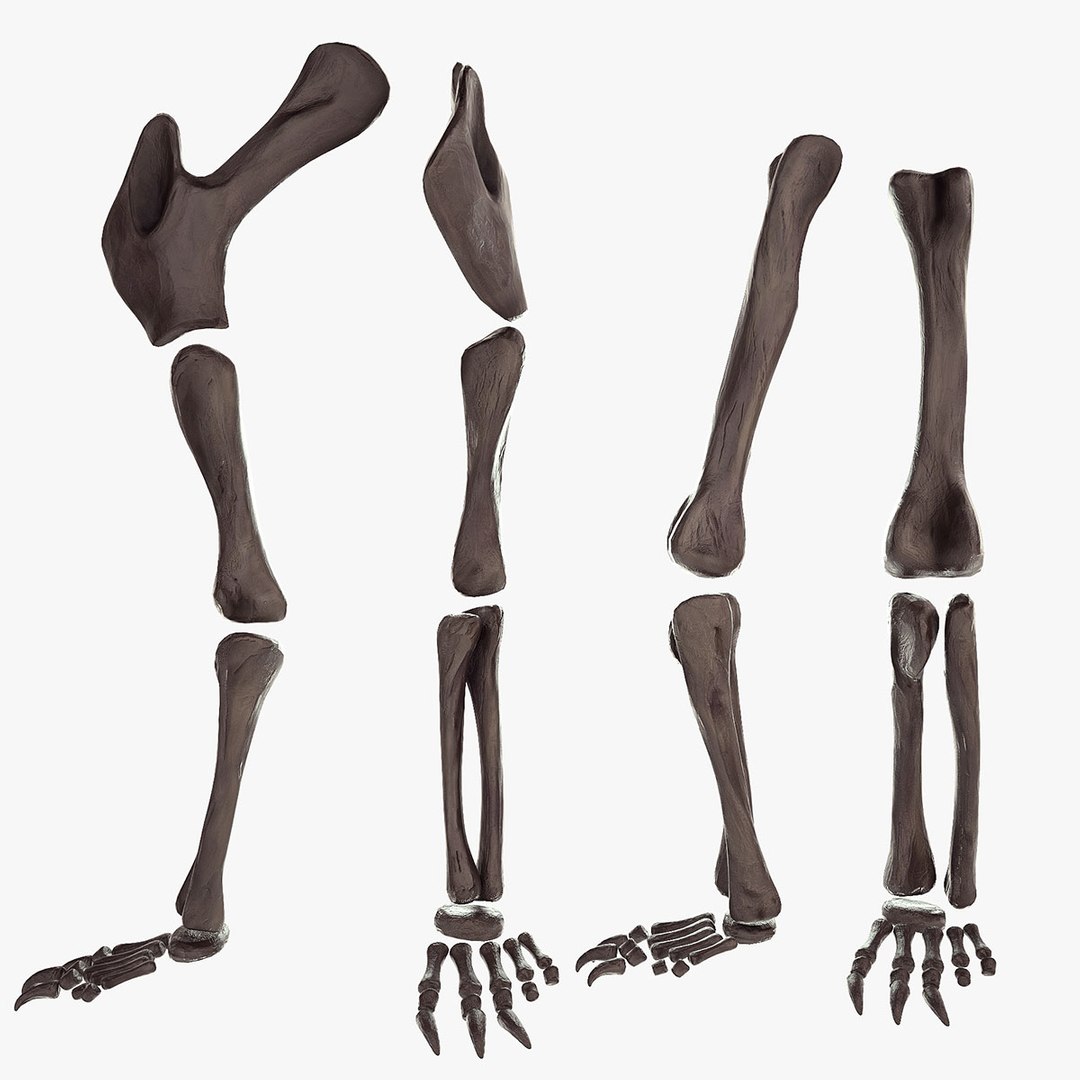 diplodocus skeleton 3D https://p.turbosquid.com/ts-thumb/Os/KOlnMB/Qhv7MkWT/18/jpg/1496757828/1920x1080/fit_q87/c395d242f8420e24ec73e542ff18246f7895d74d/18.jpg