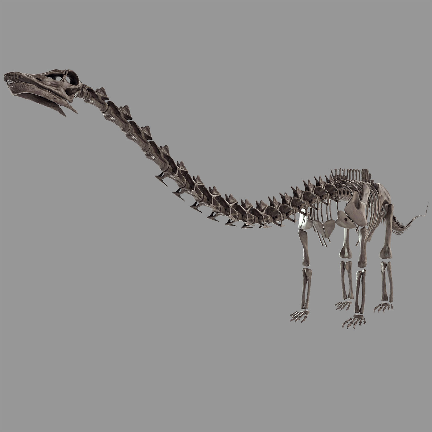 Diplodocus skeleton 3D - TurboSquid 1165511