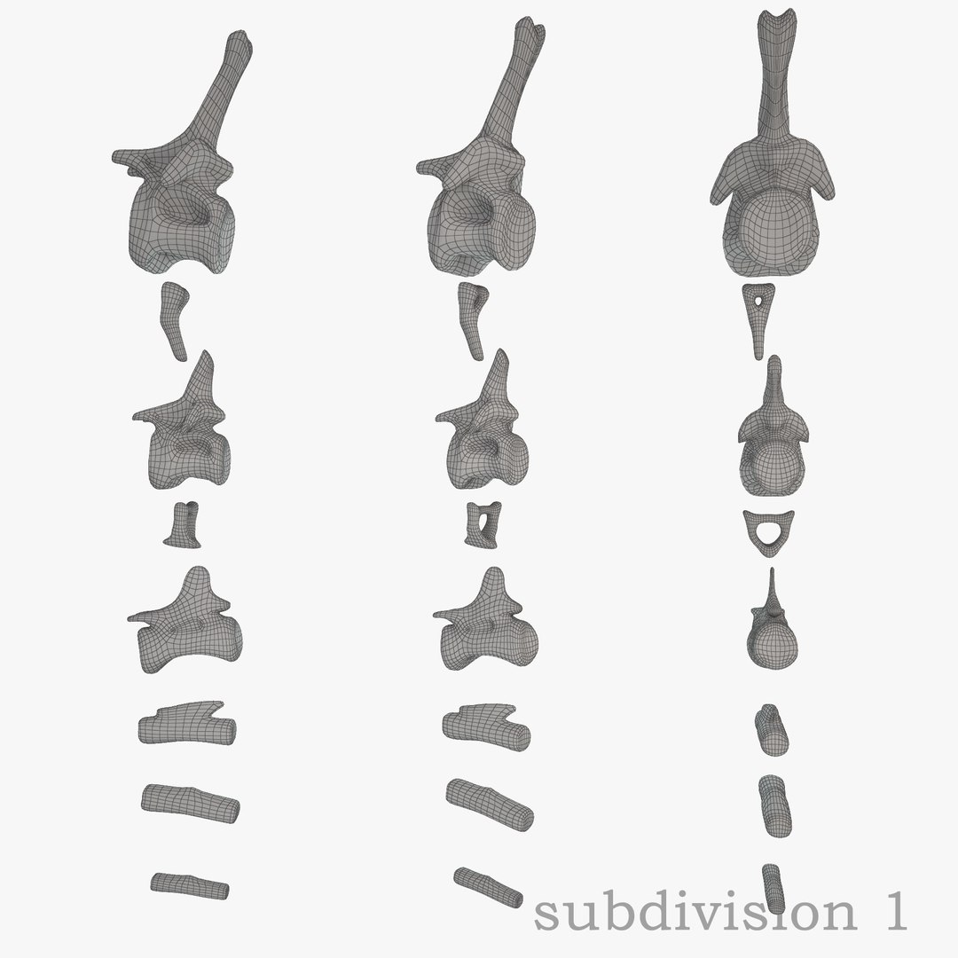 diplodocus skeleton 3D https://p.turbosquid.com/ts-thumb/Os/KOlnMB/WAKaQaTm/23/jpg/1496757828/1920x1080/fit_q87/9c0a1bcede418fad50225ba19363bc3b1b67d253/23.jpg