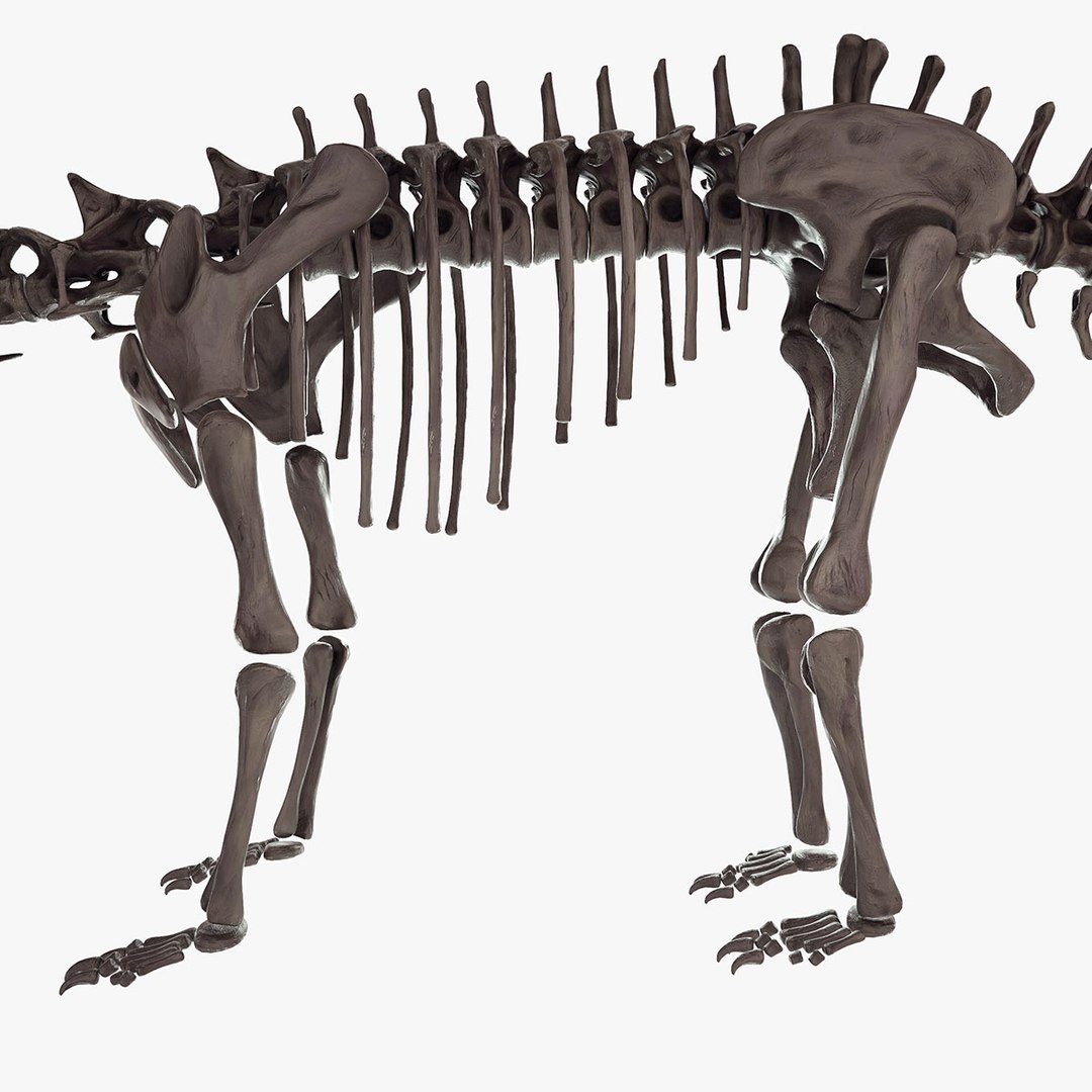diplodocus skeleton 3D https://p.turbosquid.com/ts-thumb/Os/KOlnMB/ej3WBiiG/08/jpg/1496757828/1920x1080/fit_q87/6fa154e8391668b06812ff8cdf9ead580602c5c2/08.jpg