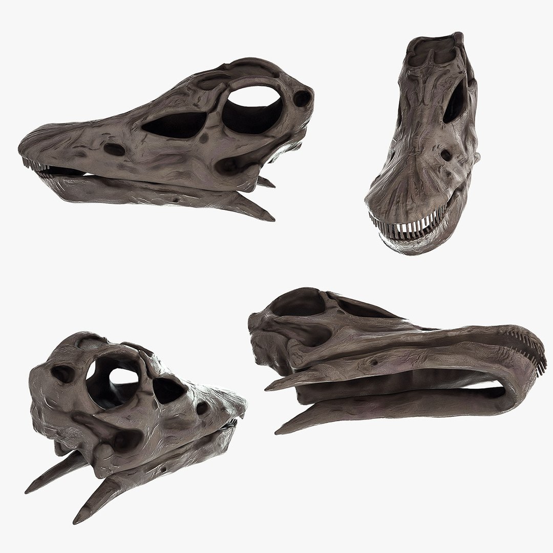 Diplodocus Skeleton 3d Turbosquid 1165511