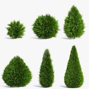 6 Thuja Shrubs